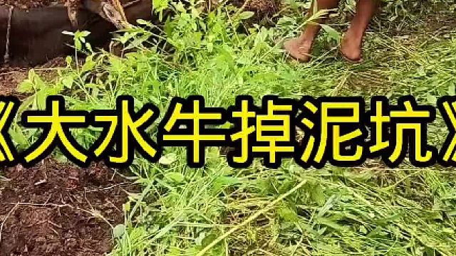 养了十年的大水牛掉泥坑，牛主人联系挖掘机来帮助大水牛