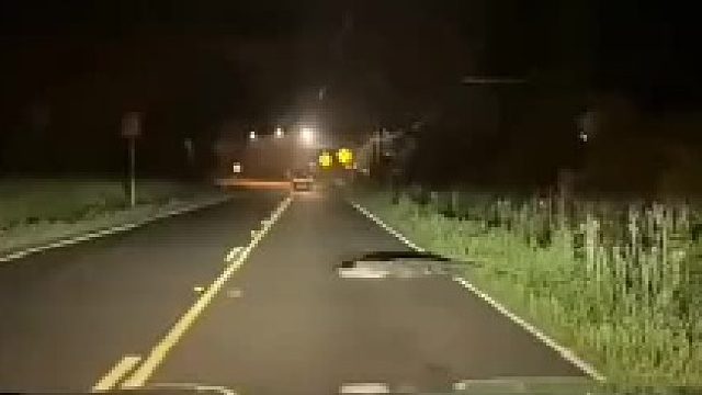 鳄鱼：哥们儿你哪滴？我鳄了么滴