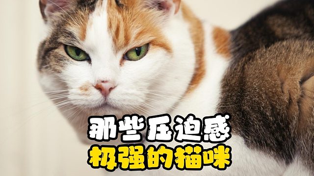 那些压迫感极强的猫咪，简直是猫界大佬！