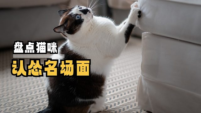 盘点猫咪认怂名场面，可爱鼠了！