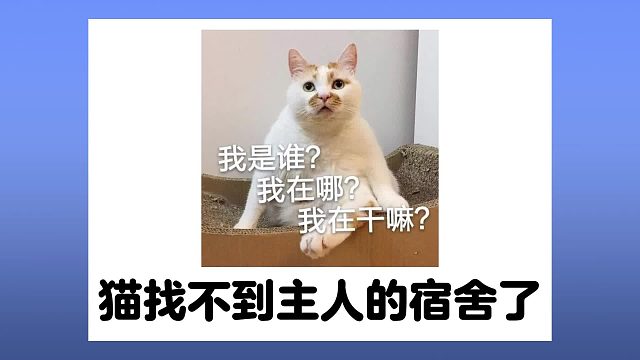 养在学校宿舍的猫，找不着家了