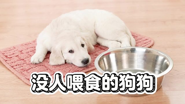 没人喂食的狗狗，背后的原因离奇得很
