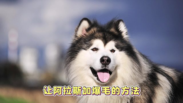 如何让阿拉斯加的毛发，顺滑有光泽