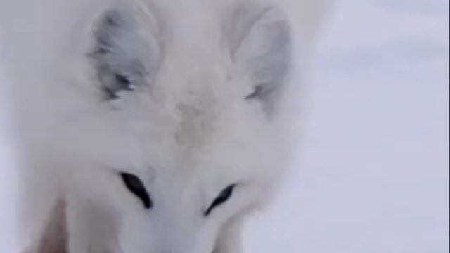 00后的动物世界，狐狸的打开方式