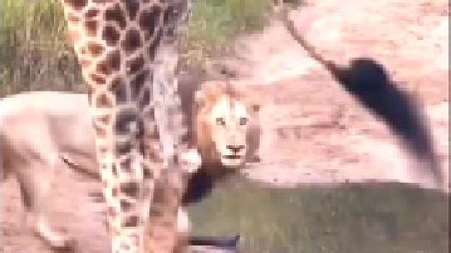 雄狮偶遇长颈鹿！