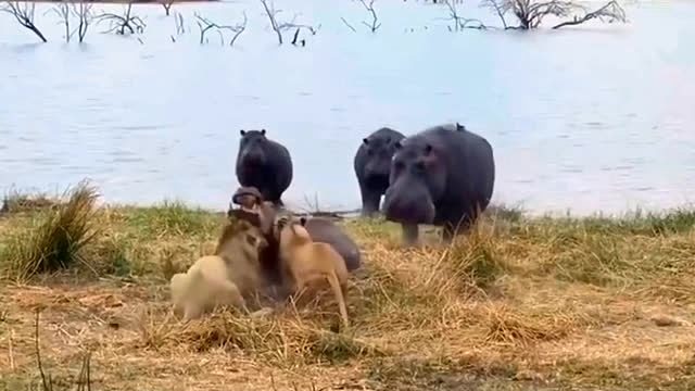 狮子捕猎河马