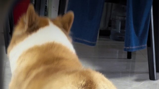 该配合你的演出我尽力表演