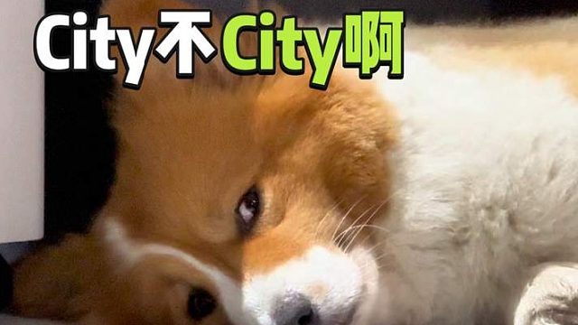 公子哥怎么看着又小又老的~ #傻狗的日常 #狗狗怼脸拍 #抖in萌宠计划