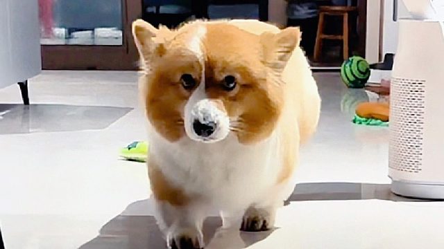 鬼子进村既视感 #傻狗的日常 #抖in萌宠计划