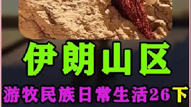 伊朗游牧民族上山采集野果下集  (4)