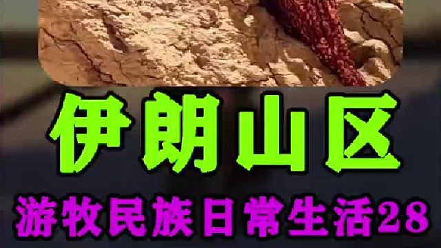 上山采集开心果