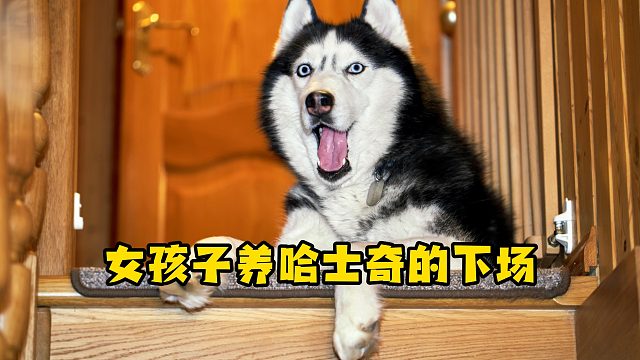 养一只哈士奇，逼疯一个可爱的小姐姐