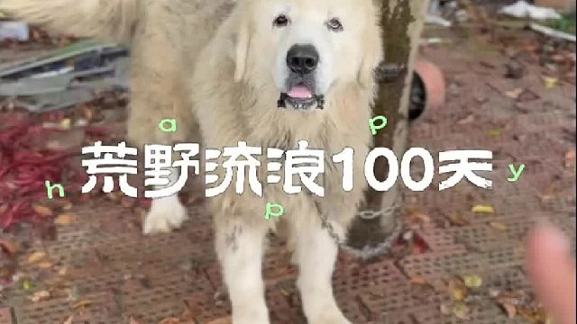 发现了许多被困的狗狗。