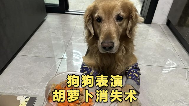 狗狗吃胡萝卜，就像是ATM机吞卡一样丝滑
