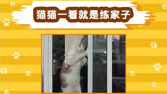 主人撞见猫咪开窗出逃，这动作真熟练！