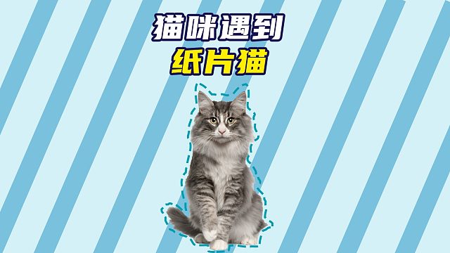 当猫咪遇到纸片猫，敌不动我不动！