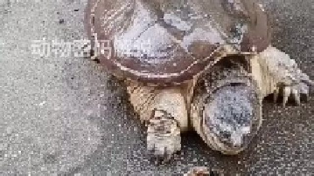 乌龟是怎么把它吞进嘴里的