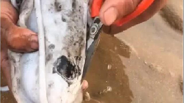 户外赶海抓海鲜