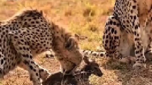 小羚羊被猎豹抓住，害怕的叫喊个不停