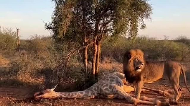 雄狮进食长颈鹿！