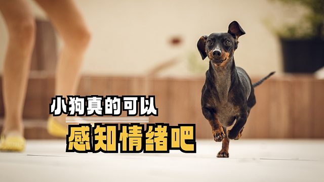 小狗跑过来的一瞬间，它只想让你开心