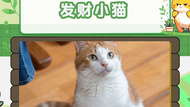 发财小猫，爱了爱了