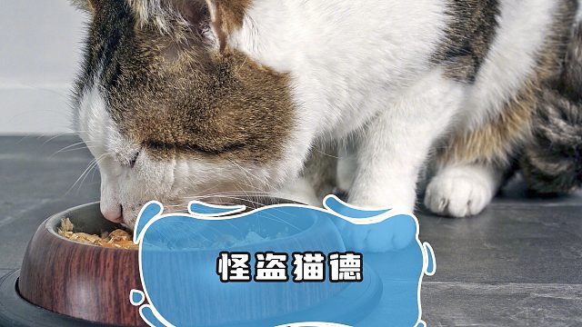 特工猫猫，盗取猫粮任务已开启
