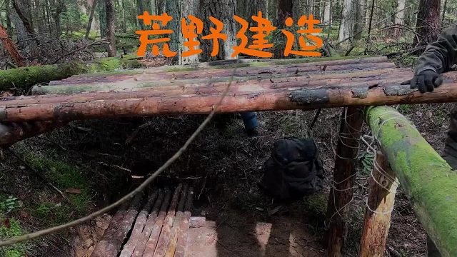 森林枯树下的栖息地