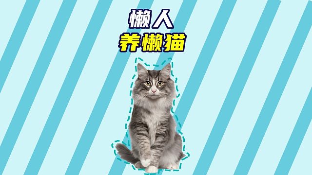 果然是猫咪随主人，懒人养懒猫！