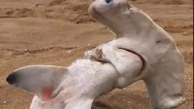 户外赶海抓海鲜