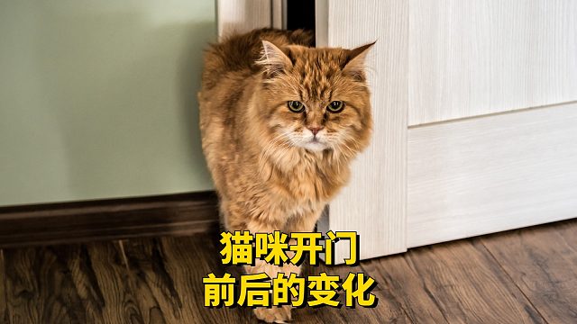 猫咪开门前后的变化，包变脸的