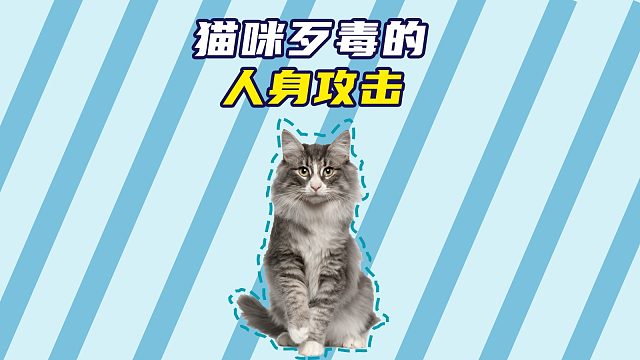 猫咪：一想到等会儿要把老鼠扔过去就想笑！