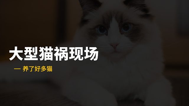 两只小猫路边追逐，误伤脆皮大学生