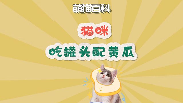 猫咪吃罐头配黄瓜，讲究一个荤素搭配
