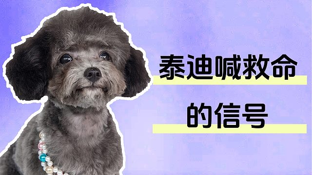 泰迪的这些行为，其实是在向你喊救命！