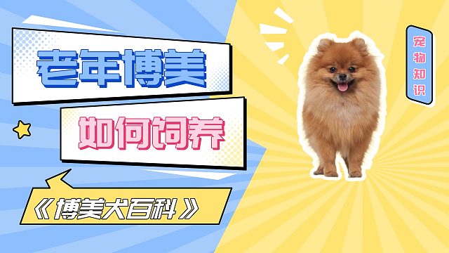 博美老了，怎么照顾它？