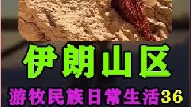 游牧民族日常生活放牧挤羊奶