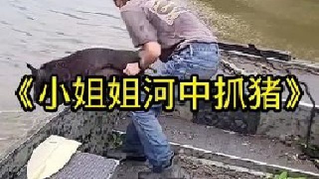 一群野猪从小姐姐身旁游过，小姐姐河中抓野猪