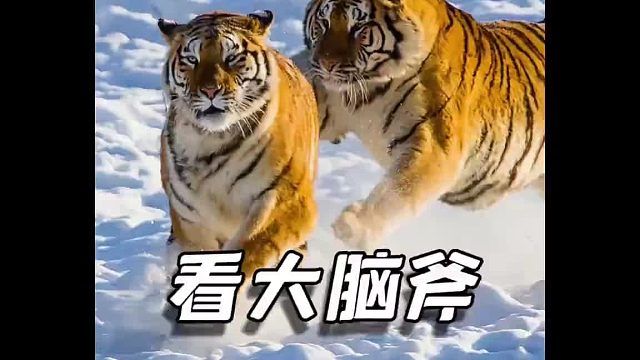 重量级胖虎，智力不详的豆豆，还有著名网红虎，你最喜欢哪一只？