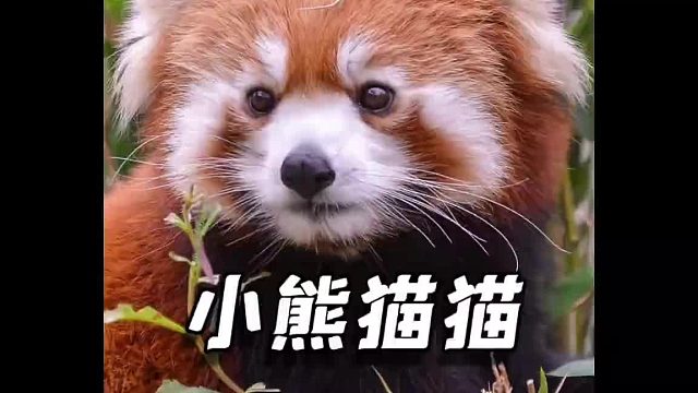 据我研究发现，这玩意得多看，因为可爱会传染