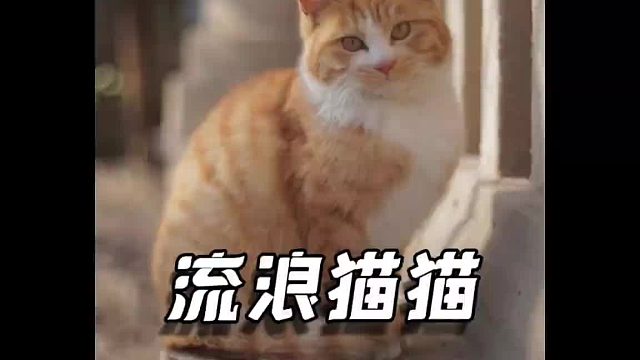 有的“猫”妈妈“野蛮”带娃，有的猫妈妈十步一回头，这……