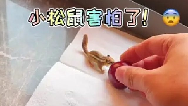 横行霸道的小松鼠原来也会害怕啊！#萌宠 #神奇动物在抖音 #萌宠嗨玩季