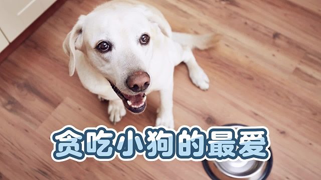 贪吃小狗的最爱