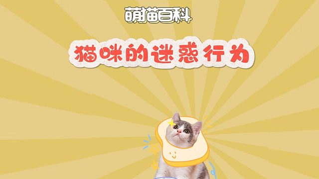猫咪的迷惑行为，快来看看吧