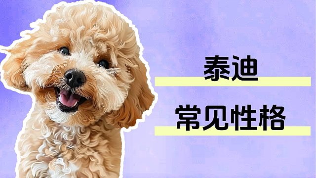 泰迪常见的性格类型，你家是哪一种？