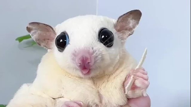 这家伙吃东西也太斯文了吧，应该和快嘴票学习一下