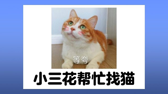 小三花帮忙找到丢失的猫，猫猫队立大功！