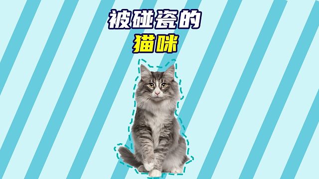 被碰瓷的猫咪，满脸的不可置信！