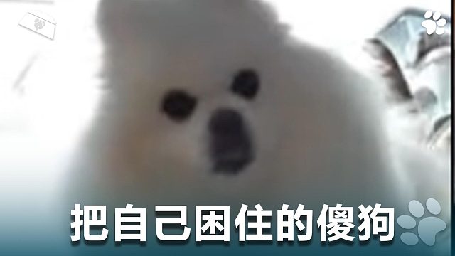 把自己困住的傻狗，闻所未闻
