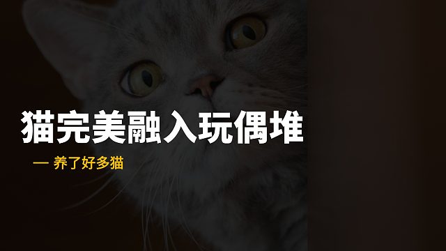 猫咪躲在玩偶堆里，傻傻分辨不清